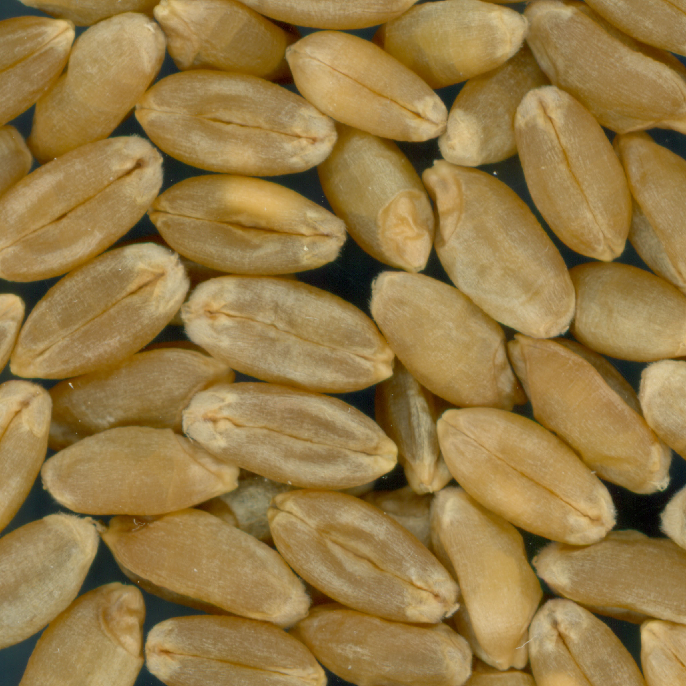 KERNELS
